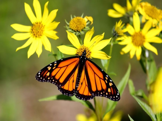 Monarchs Rule the Amboy 4-H Environmental Education Center