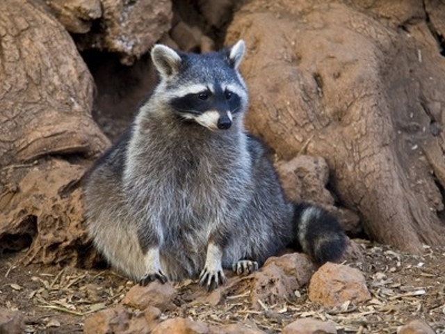 Oswego County Health Department Reports Two Rabid Raccoons