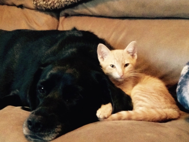 Adopt a Pet Today: Bodie Still in Need of a Good Home