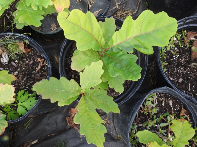 Rice Creek Field Station Hosting Free National Arbor Day Webinar Conference April 24