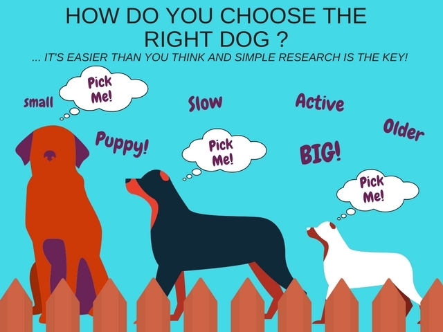 Decisions, Decisions... How to Choose the Right Dog for YOU