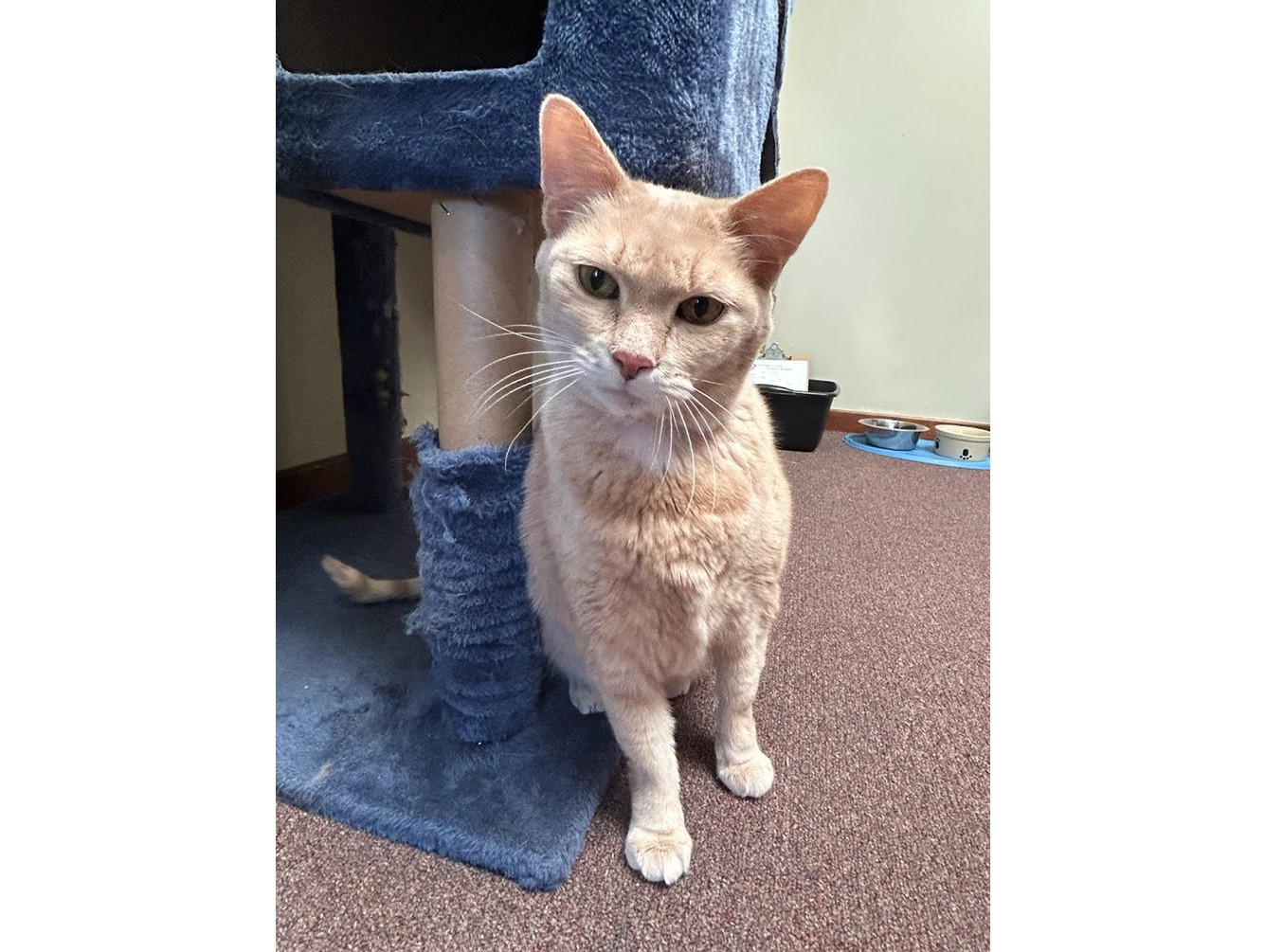 Pet of the Week:  Bunny