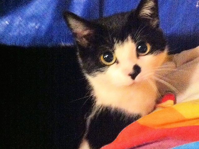 Adopt a Pet Today: Petite, Playful Libby