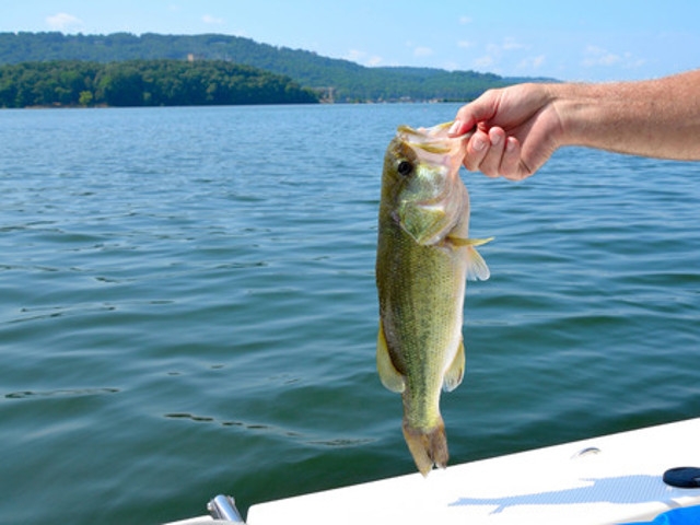 DEC Announces Implementation of New Federal Requirements for Recreational Fishing of Black Sea Bass and Scup
