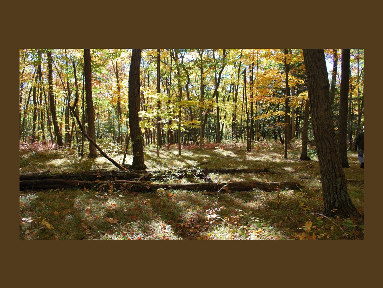 "Managing Your Farm's Woodlot" is Topic of CCE Meeting in Sterling