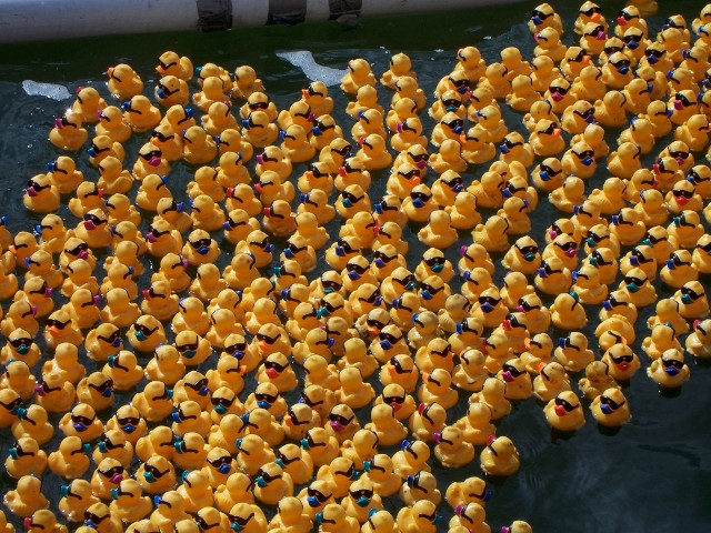 Fulton Lions’ 31st Charby’s Duck Derby Launches Sept. 12th