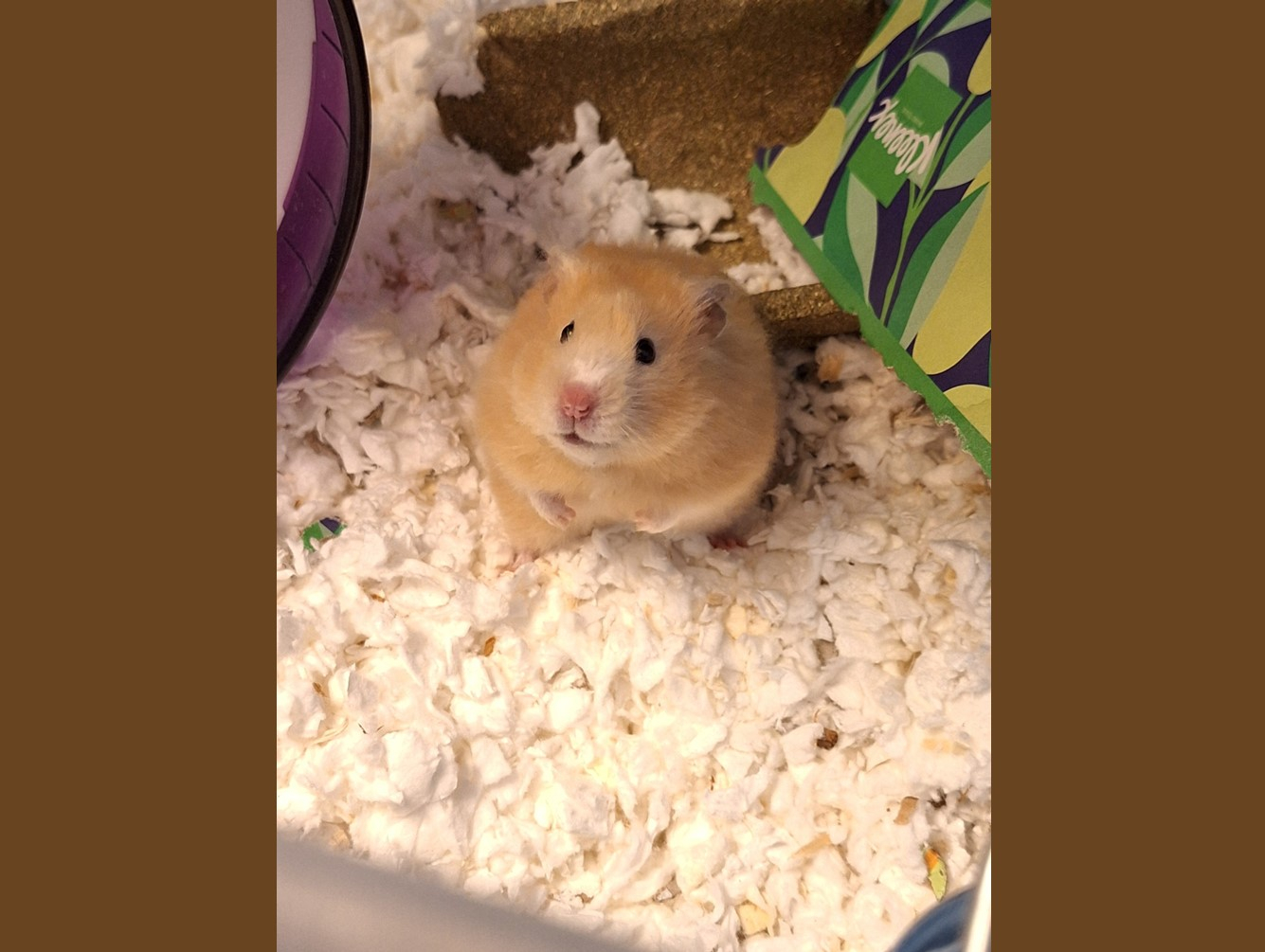 Hammah Montana: Pet of the Week