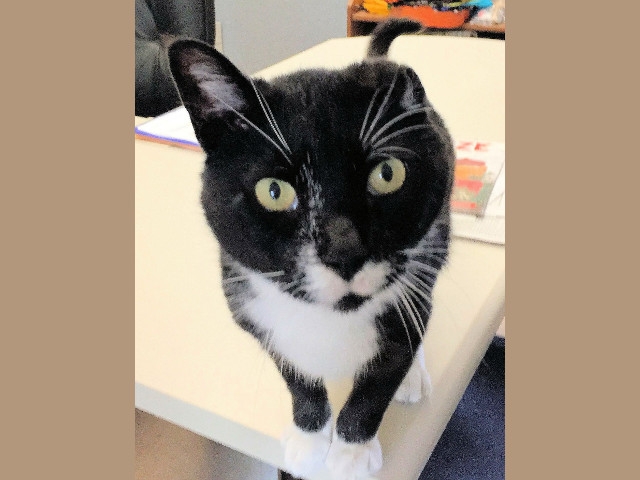 Adopt a Pet Today: Fred Still Needs A Good Home