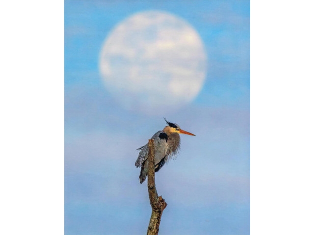 Cayuga Naturally Photo Contest Winners Unveiled