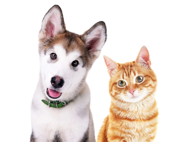 Americorps Donation Drive Benefits Local Animal Shelter - SPCA