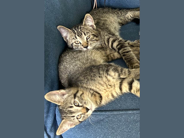 Pets of the Week: Doodlebug and Studmuffin