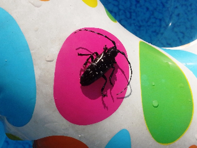 New York's Tenth Annual Invasive Species Awareness Week Begins June 5