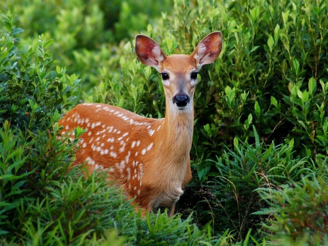 Public Cautioned Against Disturbing Fawns And Other Young Wildlife