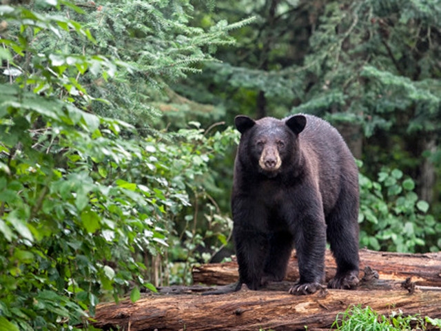 DEC Advises New Yorkers to Remove Bird Feeders to Prevent Attracting Bears