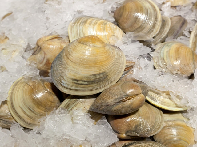 DEC Releases New Regulations to Reclassify Shellfish Harvest Areas
