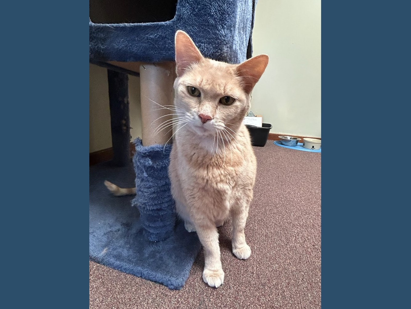 Bunny:  Pet of the Week