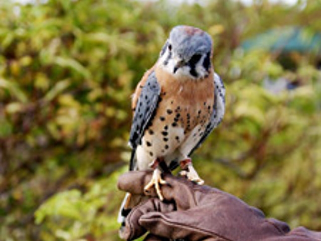 DEC Announces Falconry, Wildlife Rehabilitator and Leashed Tracking Dog Examinations