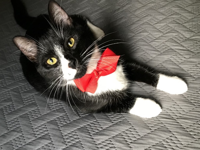Adopt A Pet Today: Caesar, Six-Month Old Tuxedo