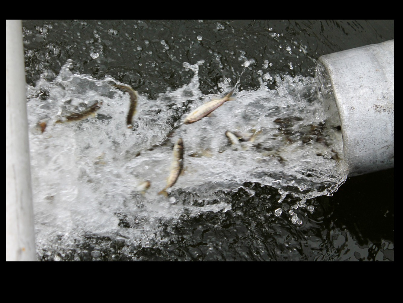 138,000 Chinook Salmon Fingerlings Delivered to Oswego Marina for Restocking