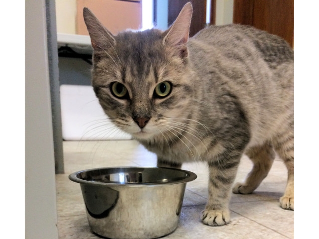 Adopt a Pet Today: Jack In The Box