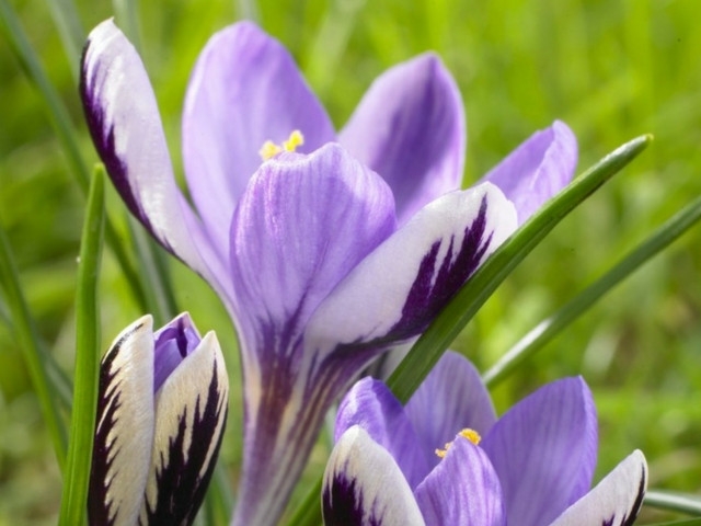 Burial – Josie P. Wolski – August 2, 2021