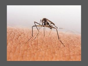 Residents Urged to Continue Protective Measures Against Mosquito Bites