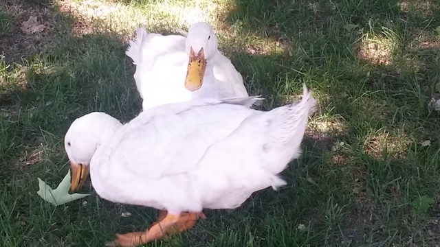 What the Duck?