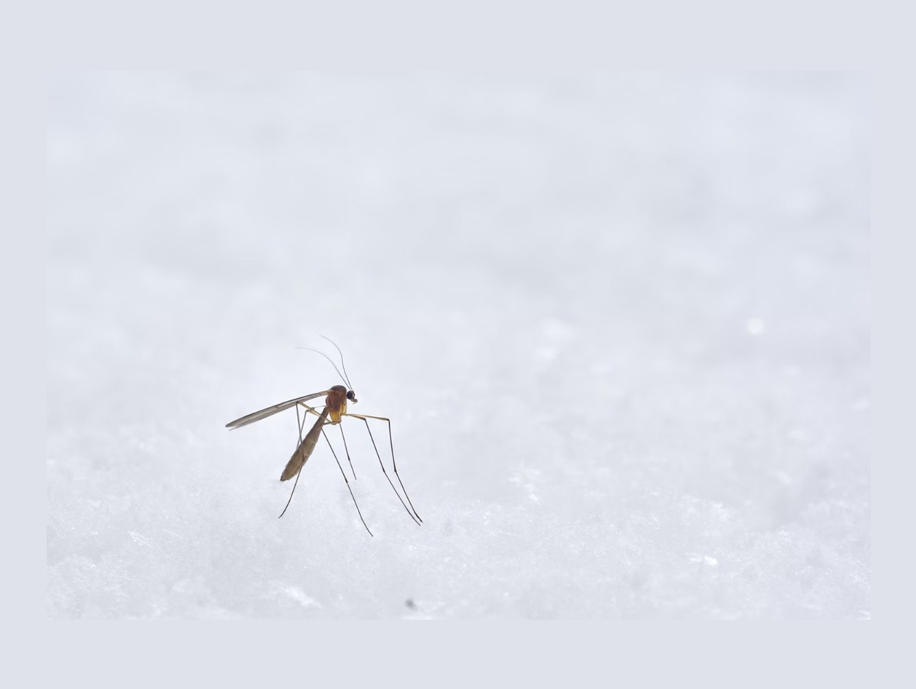 'Fight the Bite' This Summer with these Prevention Tips