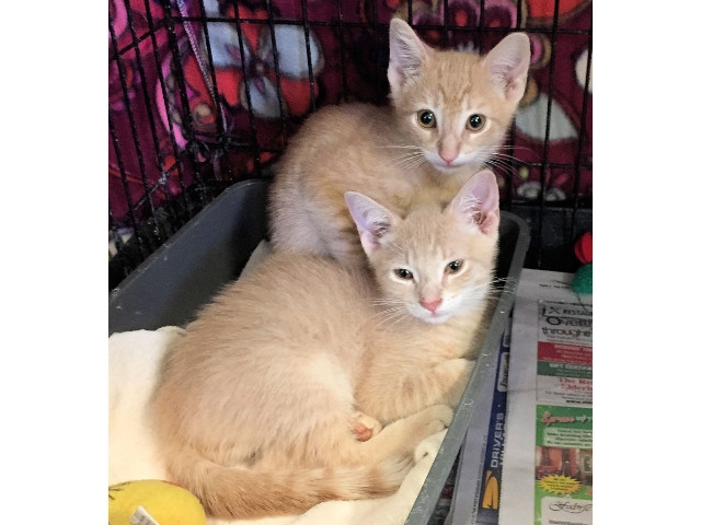 Adopt a Pet Today: Bodie &amp; Bennett, Two Adorable Brothers