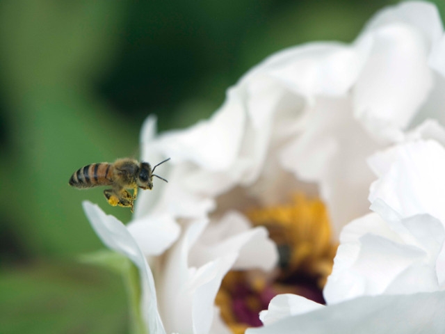 Garden's Small World to Open in Exhibition of James Kraus' Photographs