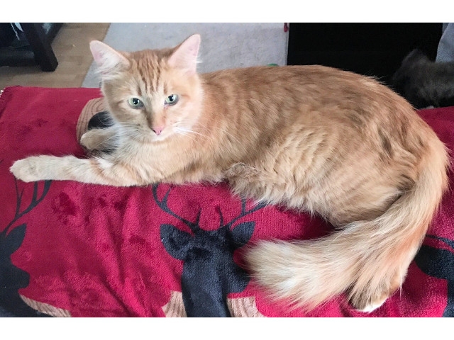 Adopt a Pet Today: Goldilocks, Miss Congeniality