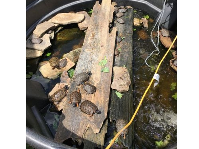 DEC Files Charges in Largest Seizure of Illegal Reptiles in State History