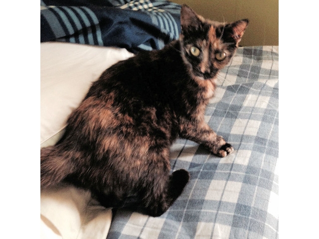 Adopt a Pet Today: Trina the Cat