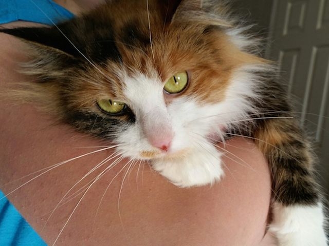 Adopt a Pet Today: Quiet, Heartwarming Maggie