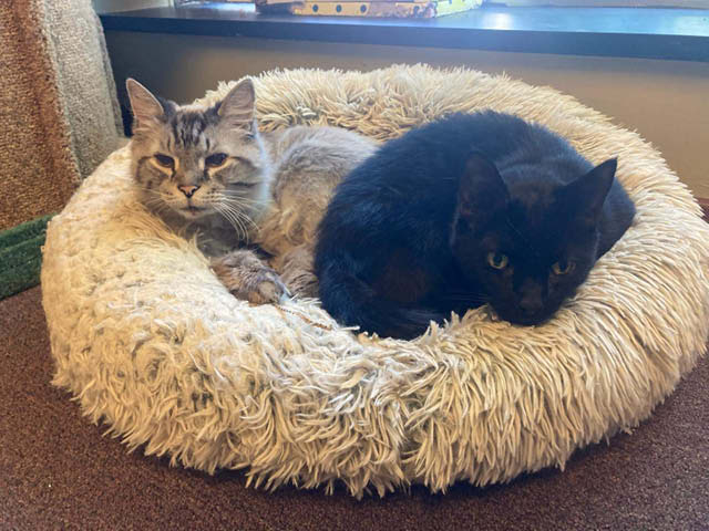 Oswego County Humane Society Pets of the Week: BK &amp; Lilo