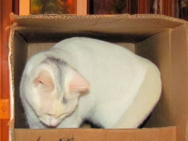 Adopt a Pet Today: White as Snow Melinda
