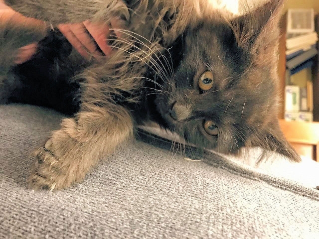 Adopt a Pet Today: Buddy the Scaredy Kitten