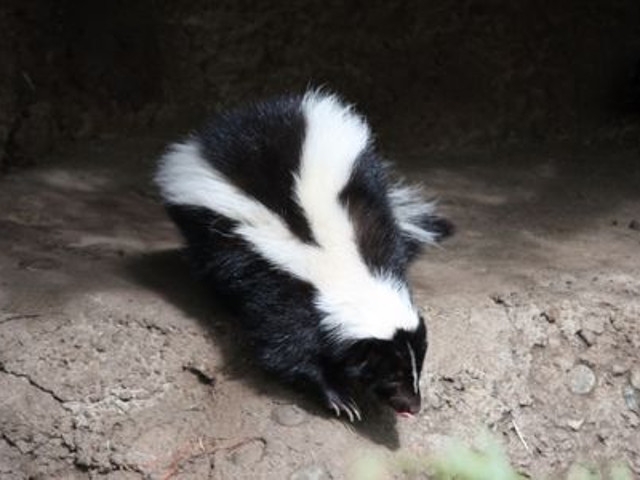 Rabid Skunk Found Recently in City of Oswego