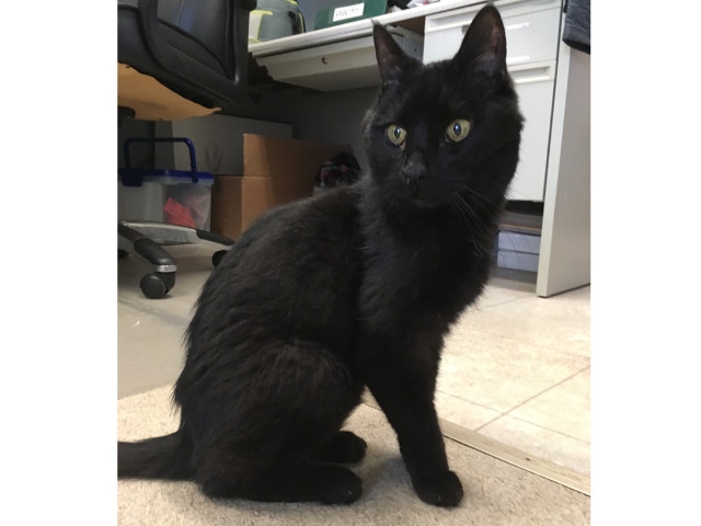 Adopt A Pet Today: Ebenezer, a Sweet Gentleman