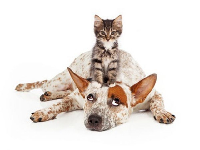 Porky &amp; Buddy Column: Is Neutering Good or Bad For a Dog?