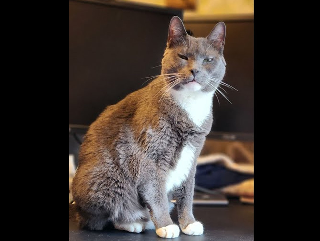 Bubba: Pet of the Week