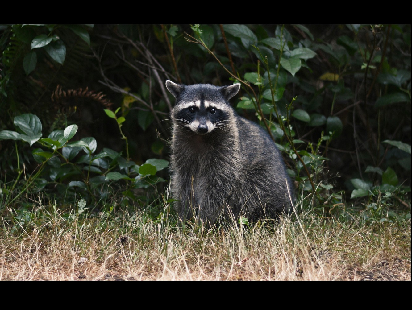 Oswego County Health Department Announces First Positive Rabies Cases of 2025