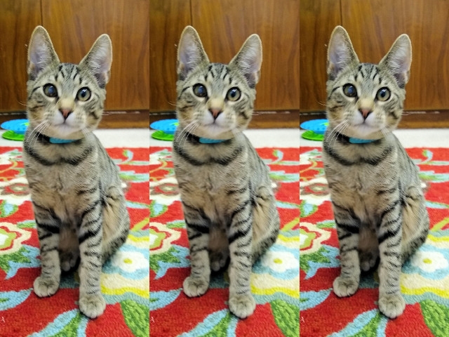 Adopt A Pet Today: Dirt-Bike Has Cleaned Up Nicely