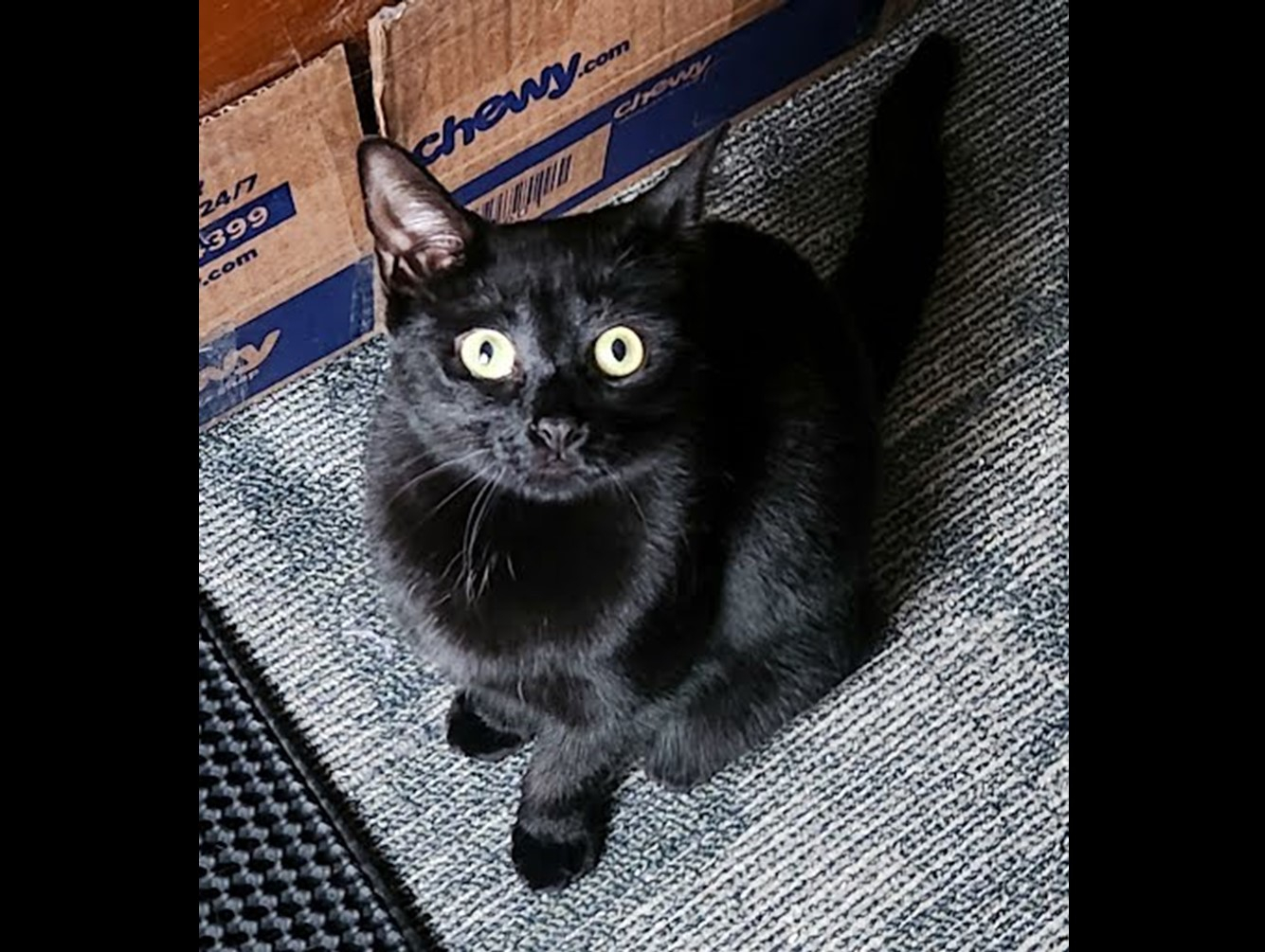 Merida: Pet of the Week