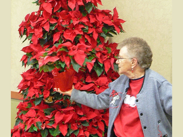 Poinsettia Tree at St. Francis Commons Adds to Holiday Spirit