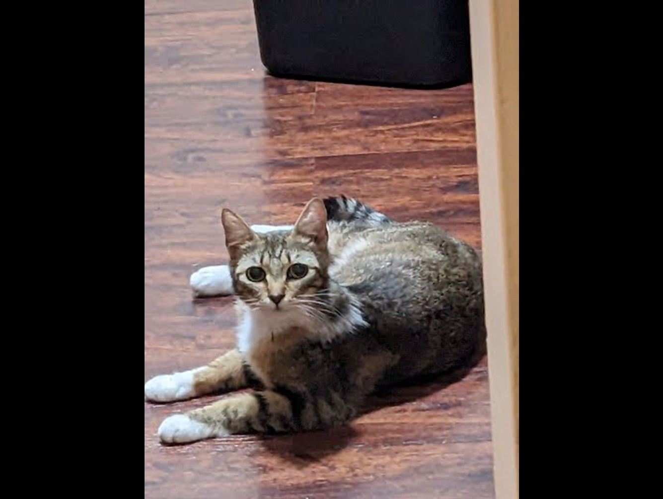 Beanie: Pet of the Week