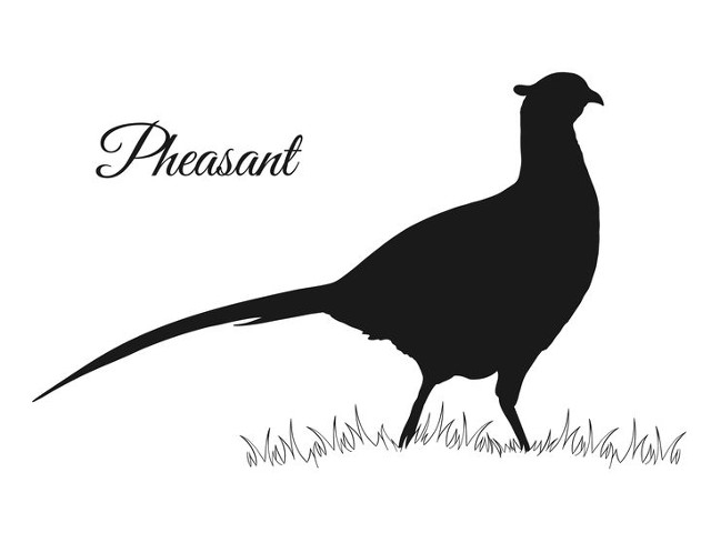 DEC Accepting Applications for Sponsored Pheasant Hunts
