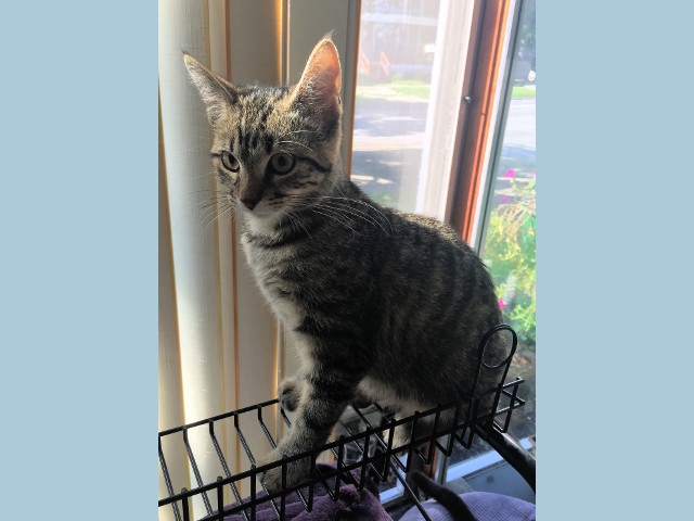 Adopt a Pet Today: Lucas, Happy-Go-Lucky and Playful