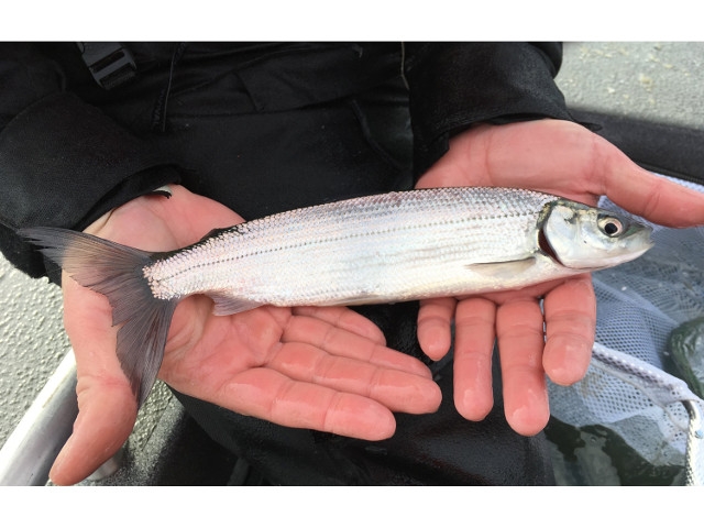 Report Notes Efforts to Restore Lake Ontario Cisco Populations