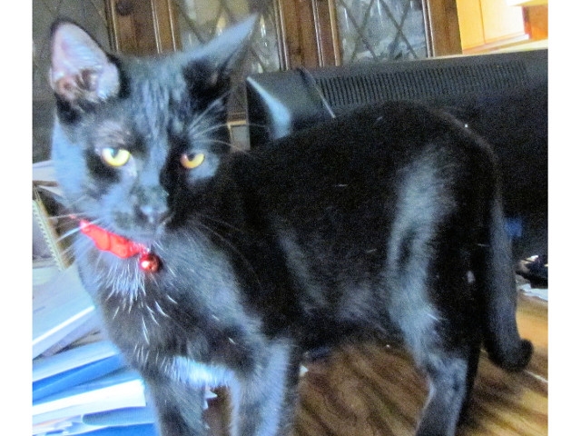 Humane Society to Celebrate Pet Appreciation Week at PetSmart